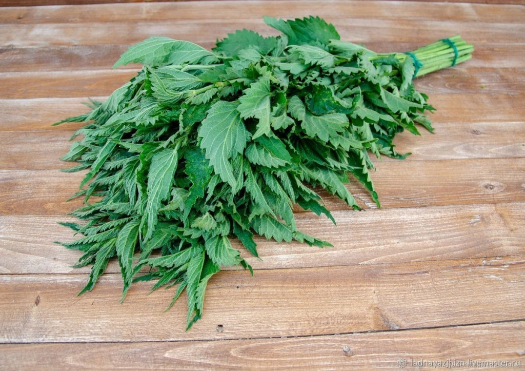 крапива.jpg